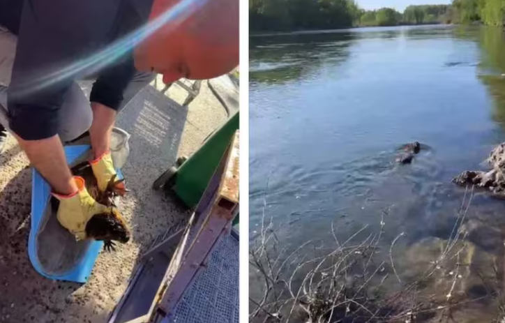 Un coipo fue rescatado de una fuente en Neuquén y reubicado en el río&nbsp;Limay