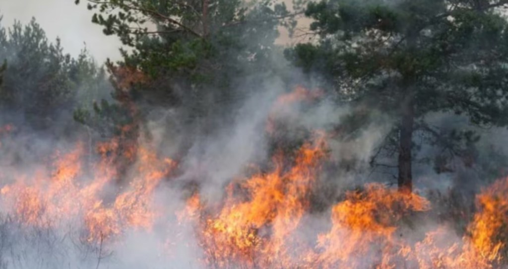 Avances Críticos contra el Fuego en la Región de la&nbsp;Patagonia