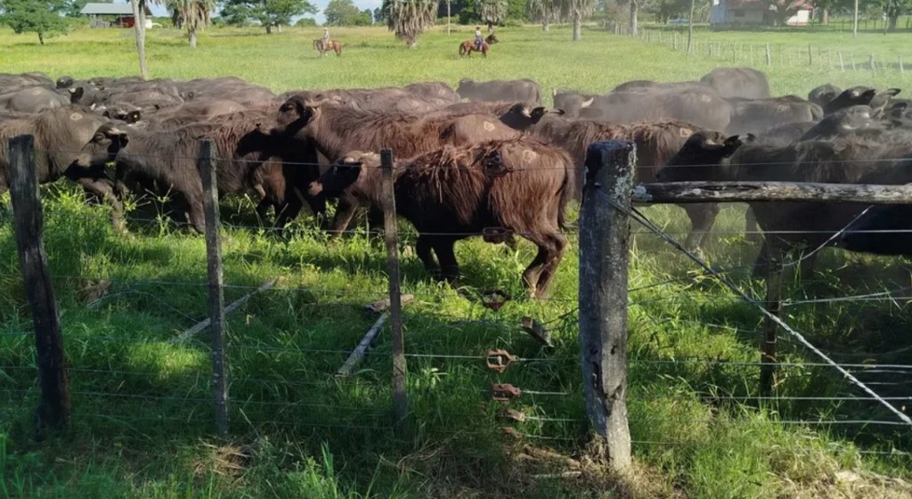 Dictaron Medidas de Detención para una Banda Acusada de Abigeato en la Zona Rural de la&nbsp;Patagonia
