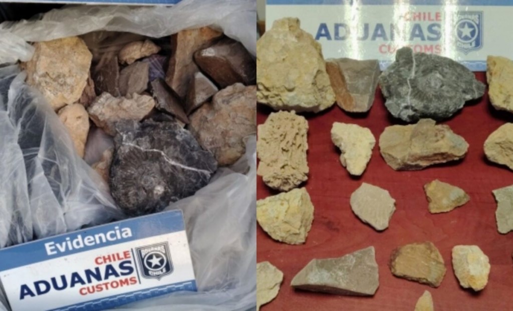 Incautan fósiles en la frontera por falta de&nbsp;permisos