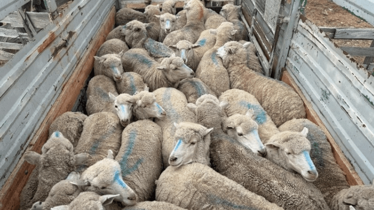 Allanaron una estancia en Santa Cruz y secuestraron 29 ovinos por falta de&nbsp;documentación