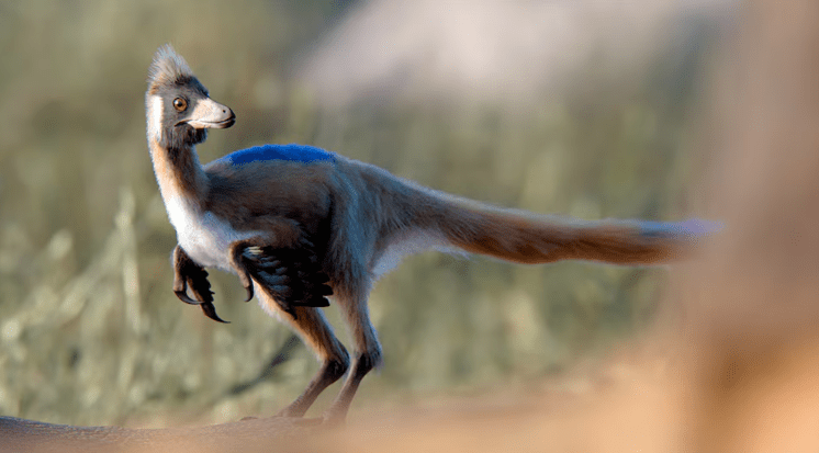 Descubrieron en la Patagonia un dinosaurio del tamaño de una gallina