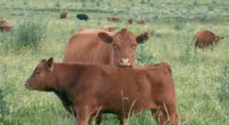 Denunció robo de 150 vacas que nunca existió para ocultar&nbsp;contrabando