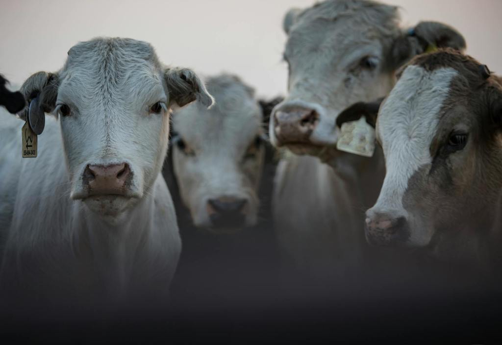 Iraeta expone exigencias europeas para exportar carne&nbsp;argentina