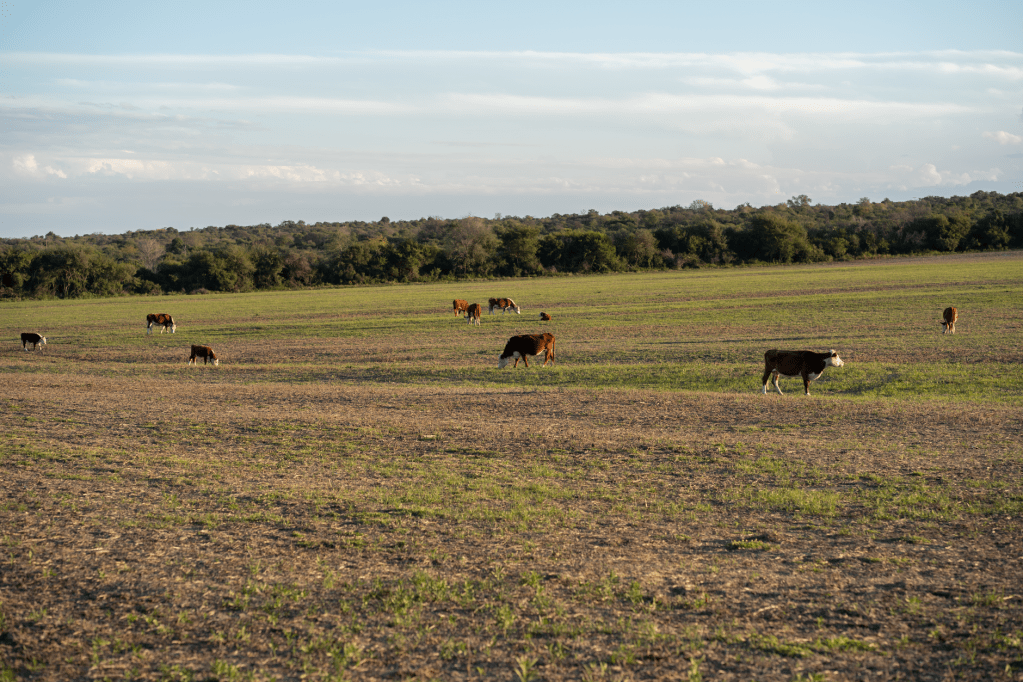 Ganadería argentina apunta a animales más grandes para competir&nbsp;globalmente