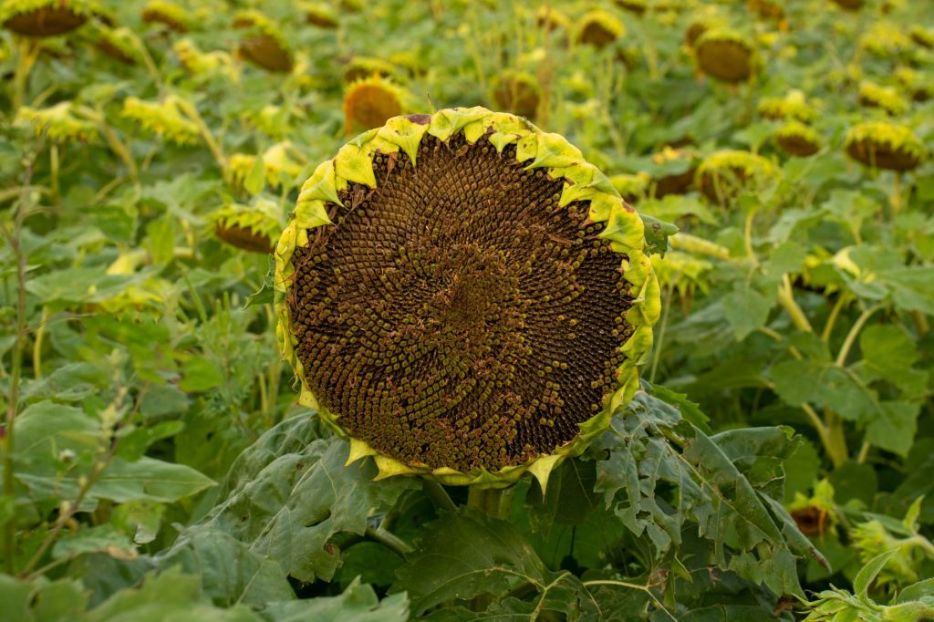Zeta Semillas apunta a liderar el mercado con híbridos de&nbsp;girasol