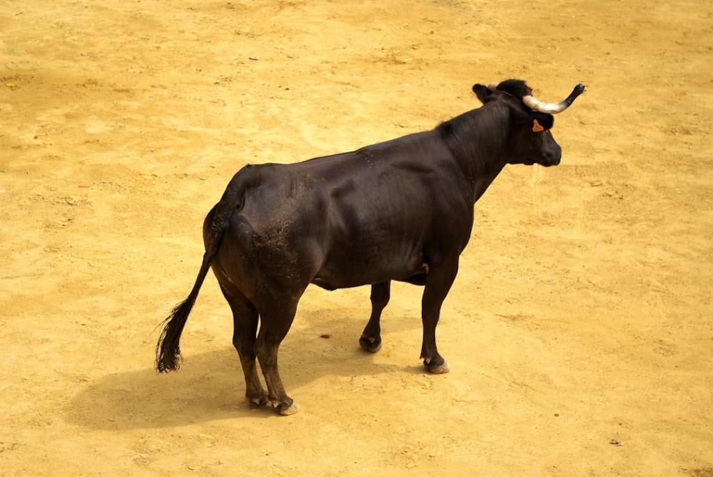 Braford de excelencia: dos cabañas cordobesas triunfaron en la Expo Rural