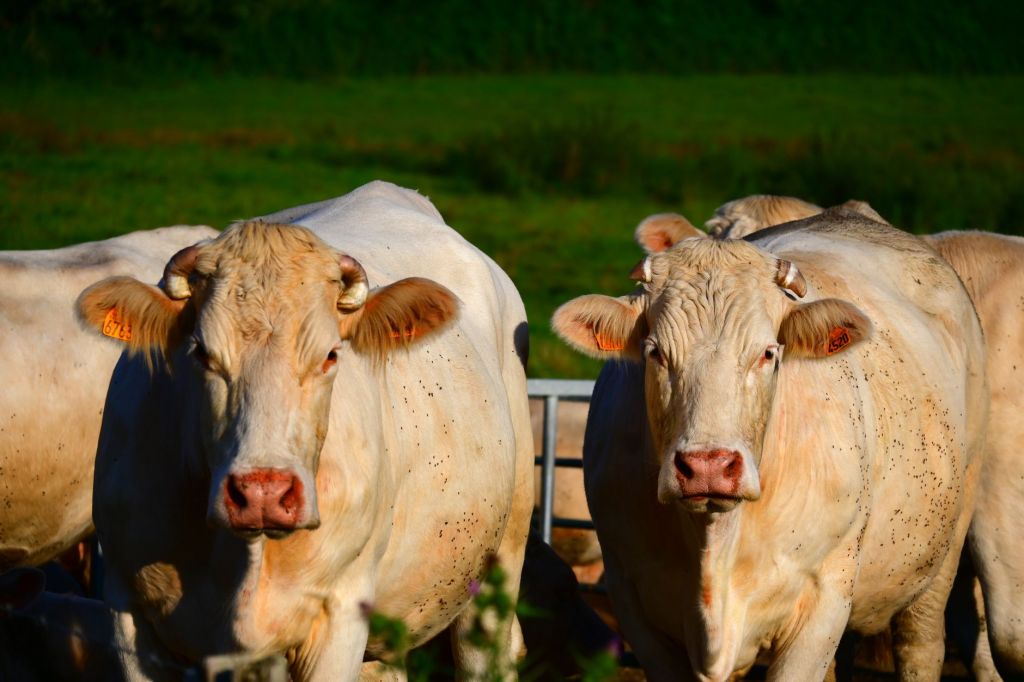 Argentina no entra en el nuevo contingente de carne que abrió Estados&nbsp;Unidos