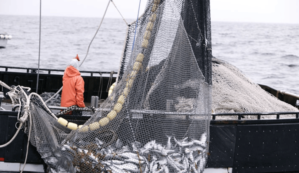 El Gobierno nacional habilitó una pesca experimental de sardina fueguina para evaluar su potencial&nbsp;comercial
