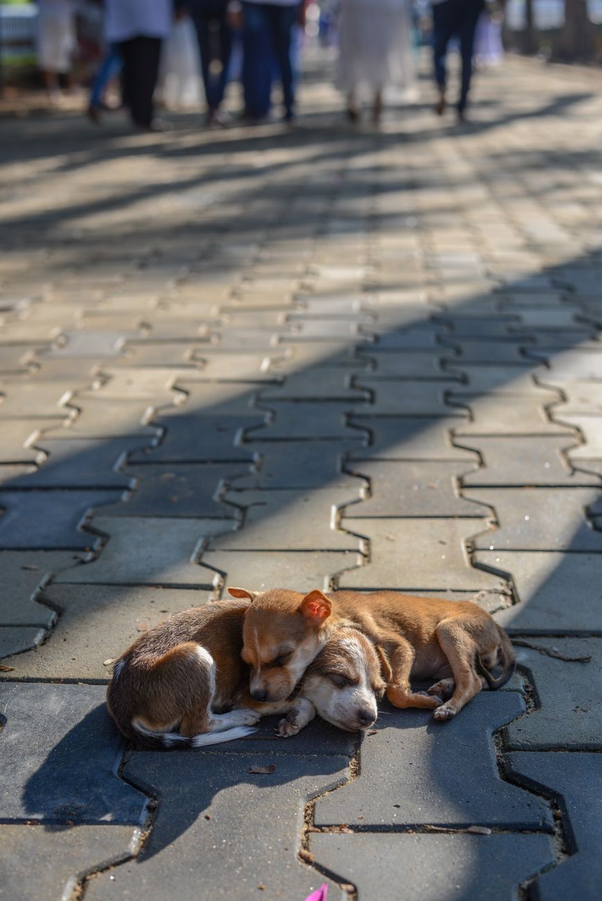 Mesa provincial discutirá perros asilvestrados con aporte de Río&nbsp;Grande