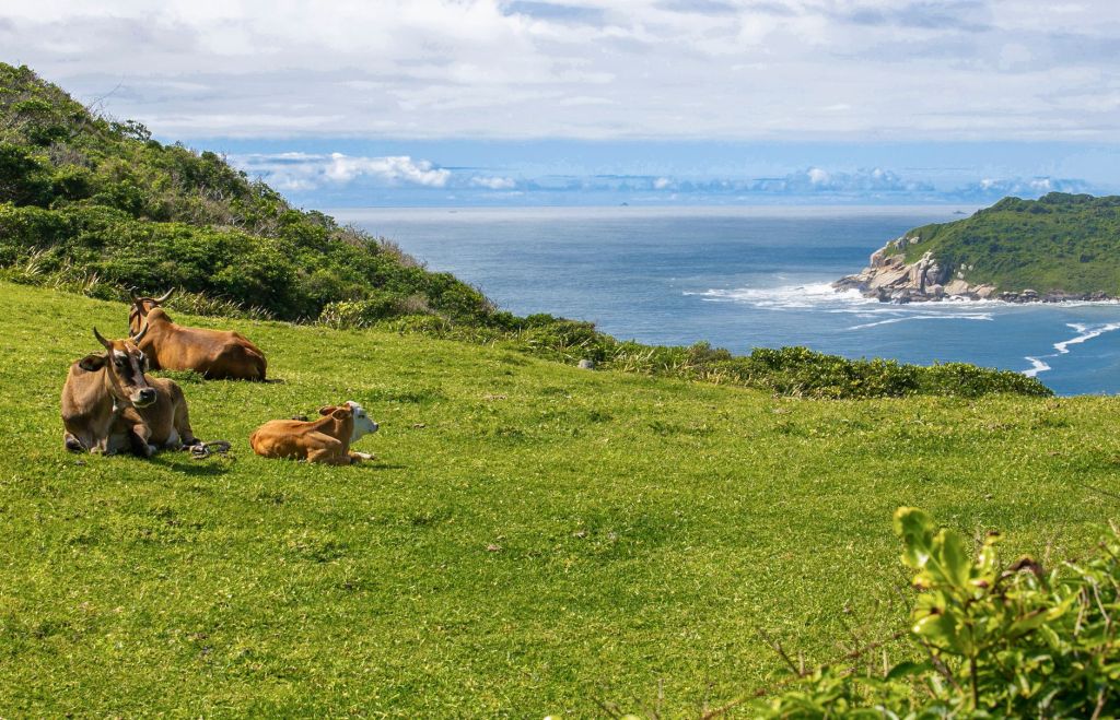 Crecida del Paraná: miles de vacunos deben abandonar las&nbsp;islas