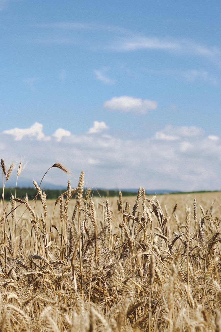 Fin de crisis del mar Negro: esperanza que baja precios&nbsp;agrícolas